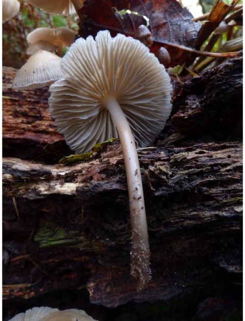 on fallen wood and on buried roots (various species).